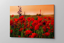 Obraz vlčích makov, divé maky poppies lúka